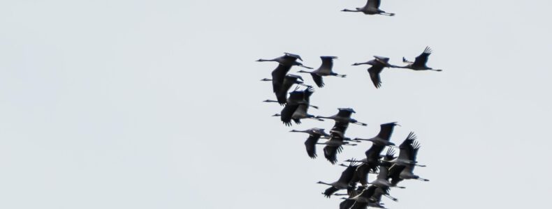 Vogelflug
